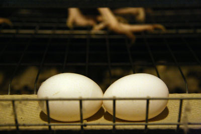 На якість яйця не впливає ні його категорія, ні колір шкаралупи, ні порода курки