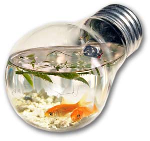 Якщо ви початківець акваріуміст, то вам краще починати з невибагливих акваріумних риб, які прості у змісті