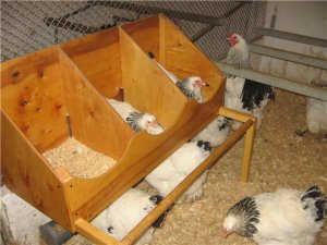 Кур можна віднести до найпоширенішим птахам в домашньому господарстві, при цьому багато фермерів часто стикаються з проблемою збору яєць, які кури можуть знести в будь-якому місці