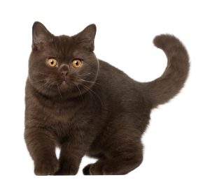 Британці - як коти, так і кішки - досить великі, з потужним кістяком і короткою міцною шиєю