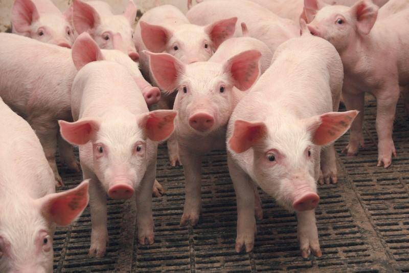Розведення свиней в домашніх умовах як бізнес - досить прибуткове підприємство, що володіють своїми безперечними перевагами