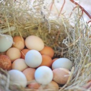 Наснилися курячі яйця - велика прибуток