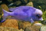 Дельфін блакитний - популярна акваріумна рибка, що належить до сімейства цихлид або ціхлових