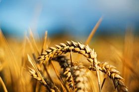 Фото: Європейська комісія   У липні на Паризькій біржі вартість пшениці підвищилася на 34%, досягнувши 206 євро за тонну
