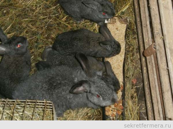 Ключові особливості утримання кролів: поради щодо купівлі молодняку, умови зимового і літнього утримання, розмноження
