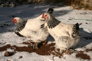 Найкраще, кури відкладають яйця навесні, тому в зимовий період, необхідно створити їм схожі умови