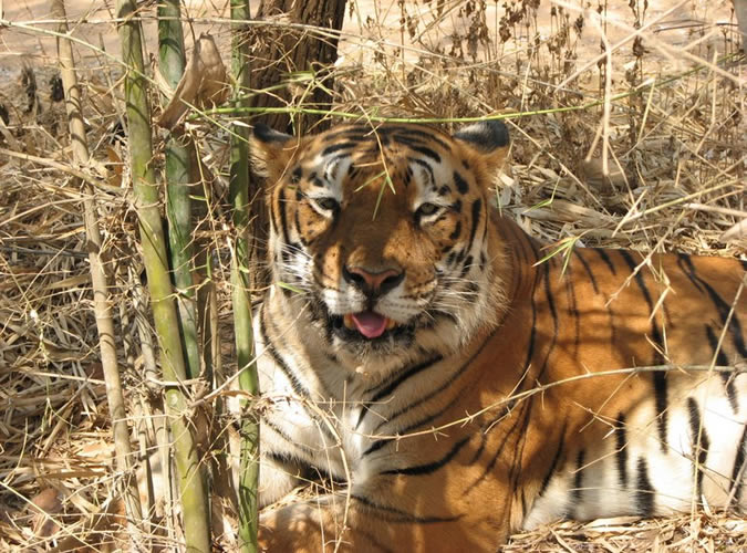 Бенгальський тигр - рідкісний і зникаючий підвид   тигра