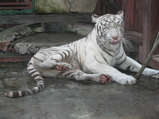 Біла варіація бенгальського тигра з'явилася на світ в 1970-хх роках